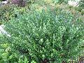 Duke Gardens Yew / Cephalotaxus harringtonia 